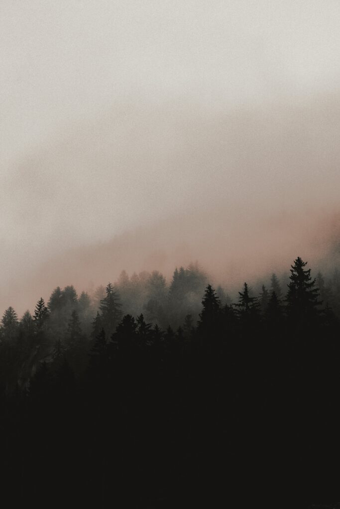 Misty forest wallpaper with tall dark trees on a foggy slope serene nature background