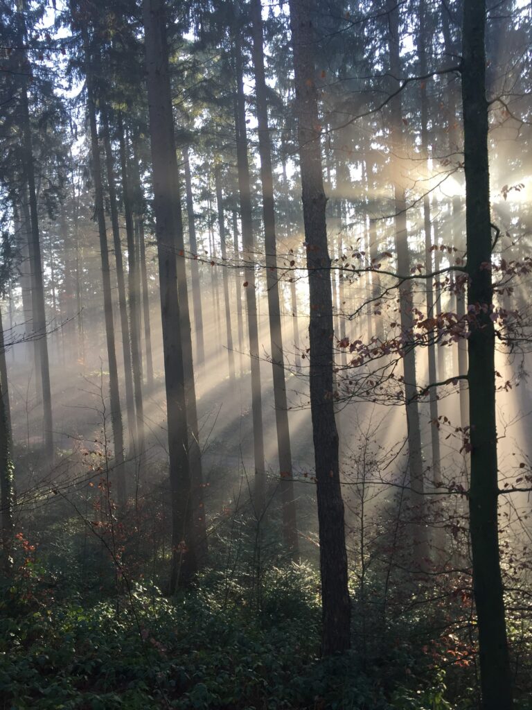 Sun rays piercing misty forest with tall trees and green undergrowth creating serene light effects Wallpaper