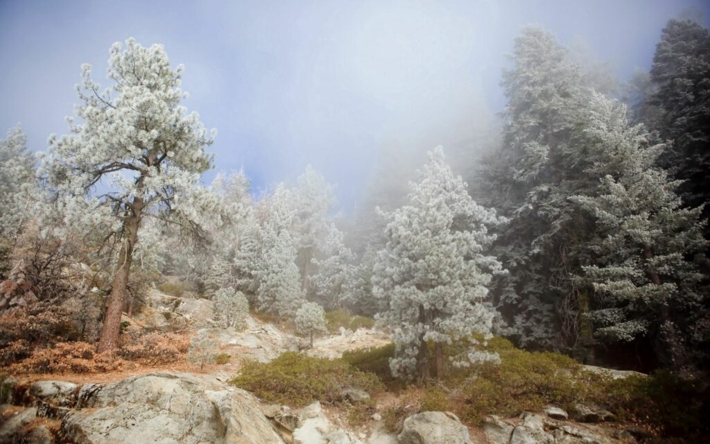 Serene frosted conifer forest with mist sunlight rugged stones and green patches wallpaper background