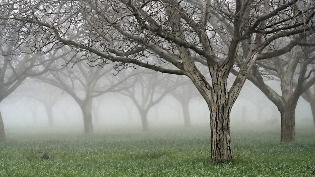 Leafless trees with textured bark in misty garden fog over lush green grass serene background Wallpaper
