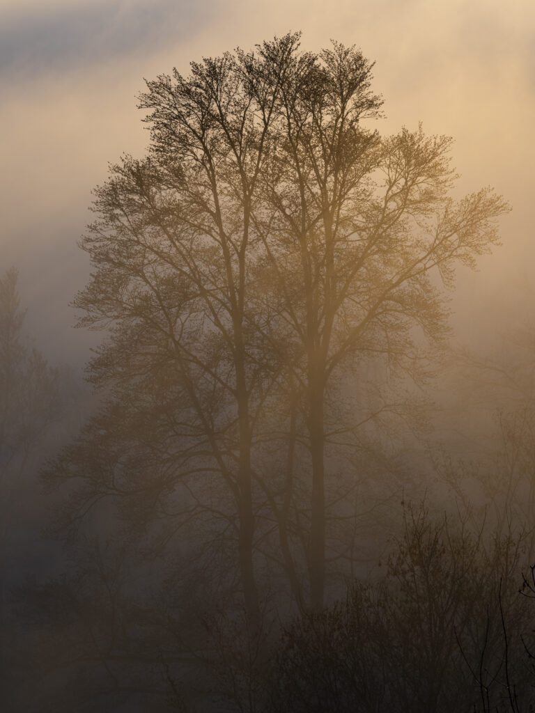 Tall tree silhouette in misty golden dusk fog peaceful atmospheric calming wallpaper background