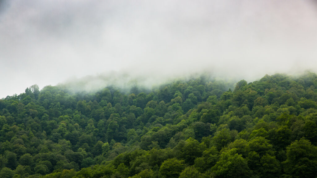 Lush green forest on rolling hills with white fog under a muted sky serene nature wallpaper