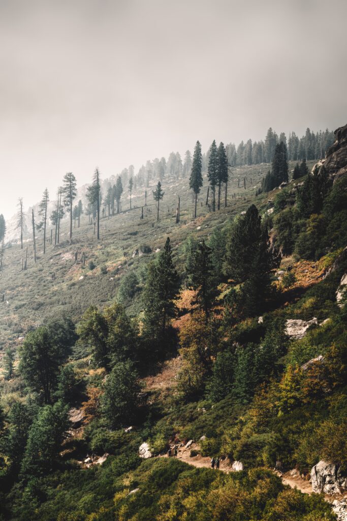 Misty hillside with scattered trees lush greenery and cloudy sky creating a serene nature scene Wallpaper