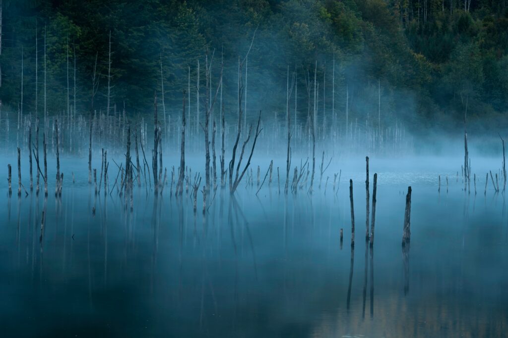 Serene lake with tall bare trees in calm reflective water and blue gray fog over green forest background Wallpaper