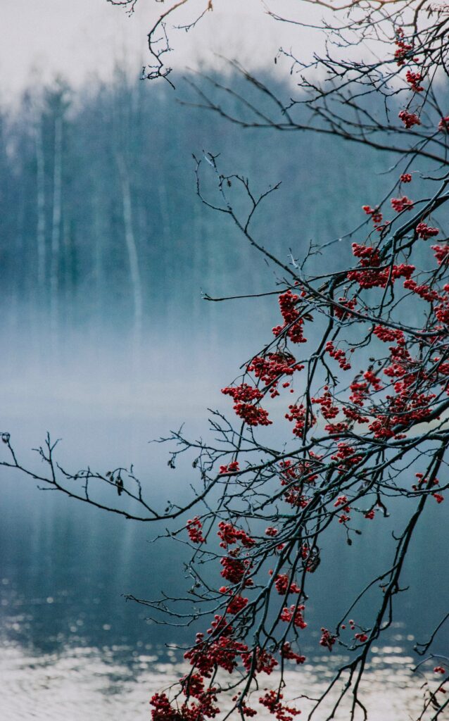 Delicate branches with red berries over misty lake and soft forest background tranquil nature scene Wallpaper
