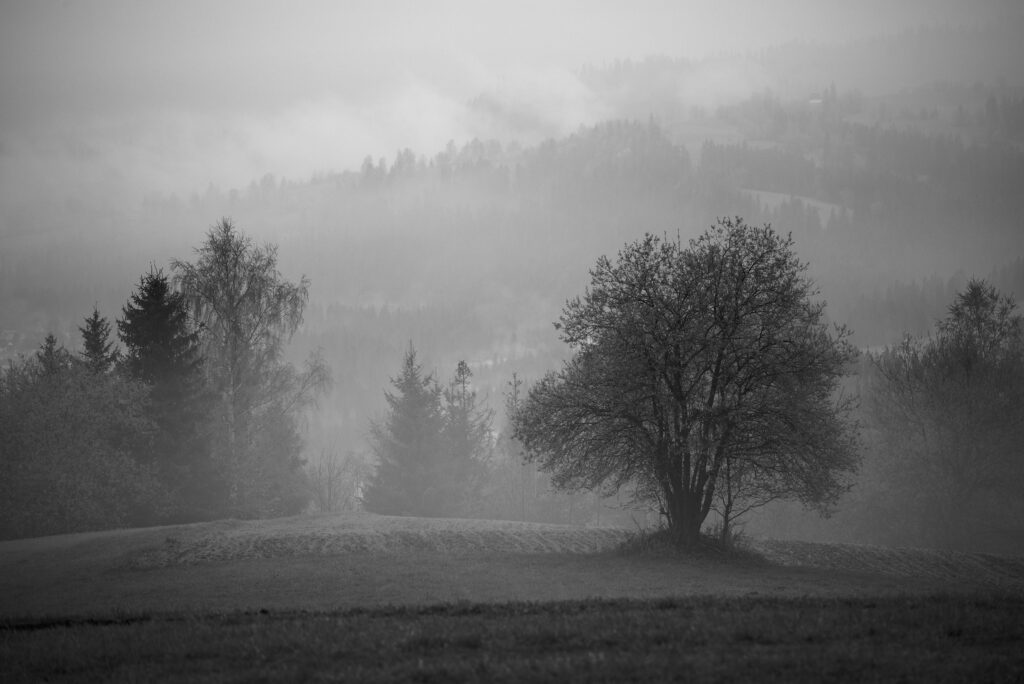 Serene Black and White Wallpaper: Misty Landscape with Solitary Tree