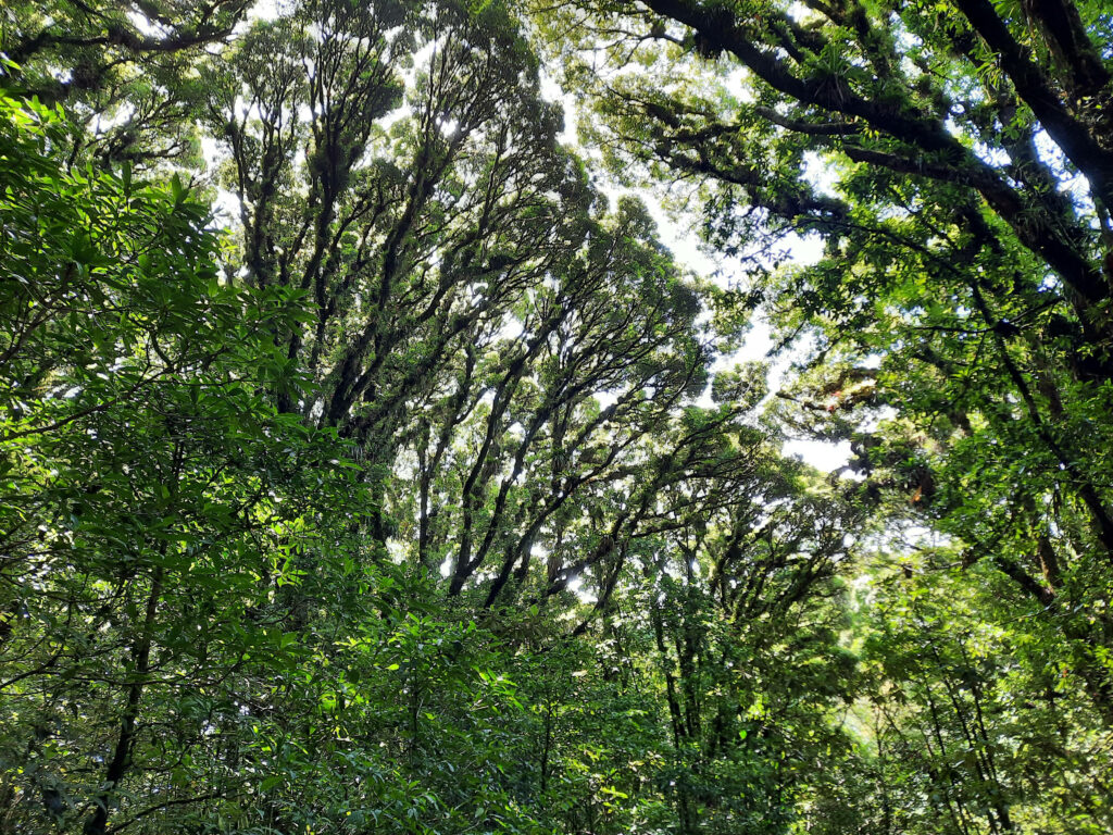 Misty Magic: Exploring the Enchanting Honduran Rainforest's Verdant Splendor Wallpaper