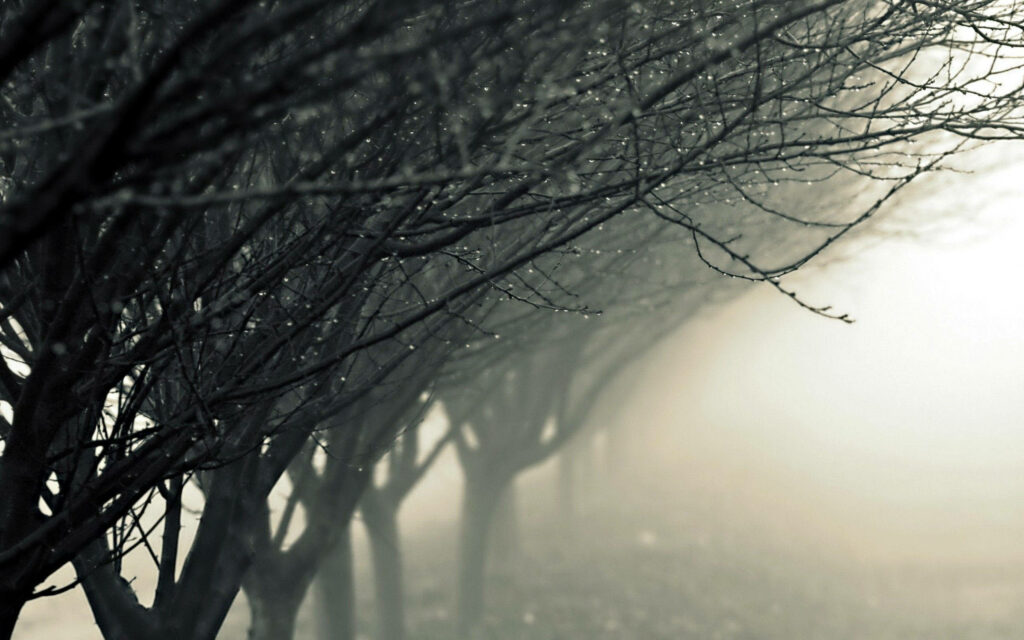Leafless trees with raindrops in glowing fog moody wallpaper serene gloomy landscape background