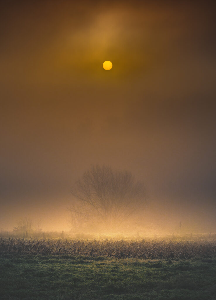 Lone tree in misty field under soft moonlight with warm golden hues serene nature nightscape Wallpaper