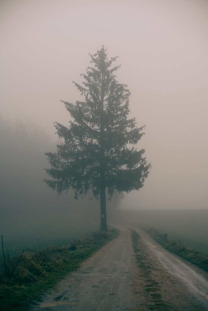 Solitary tree by winding dirt path in thick morning fog serene minimalist atmospheric nature wallpaper