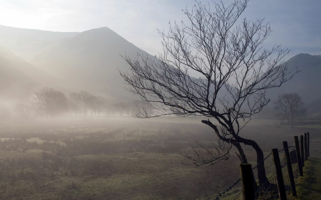 Solitary twisting tree by fence in misty morning fog with rolling hills and distant mountains Wallpaper
