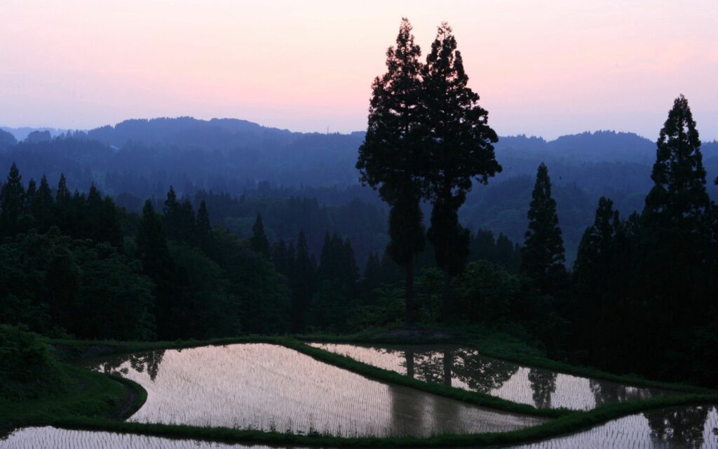 Misty mountains and tall trees reflected in calm rice paddies at dusk with pastel skies wallpaper