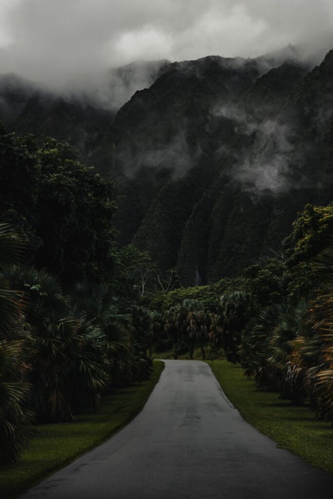 Narrow road through dense palm trees leading to misty mountains under dramatic overcast sky wallpaper