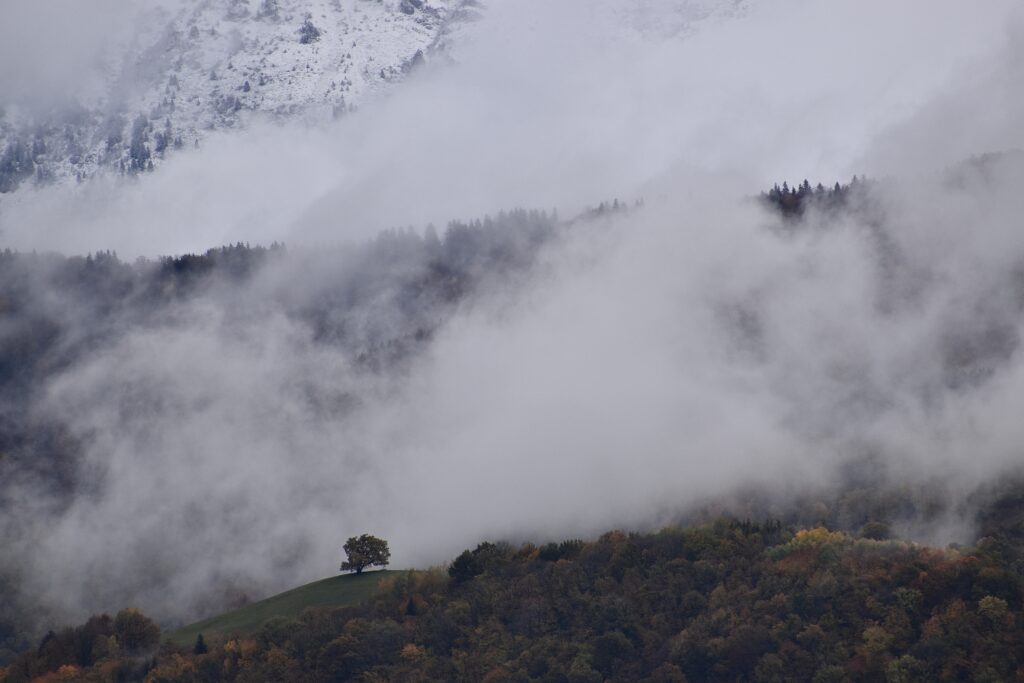 Misty mountains and dense forests with rolling foggy hills and a solitary tree serene landscape wallpaper