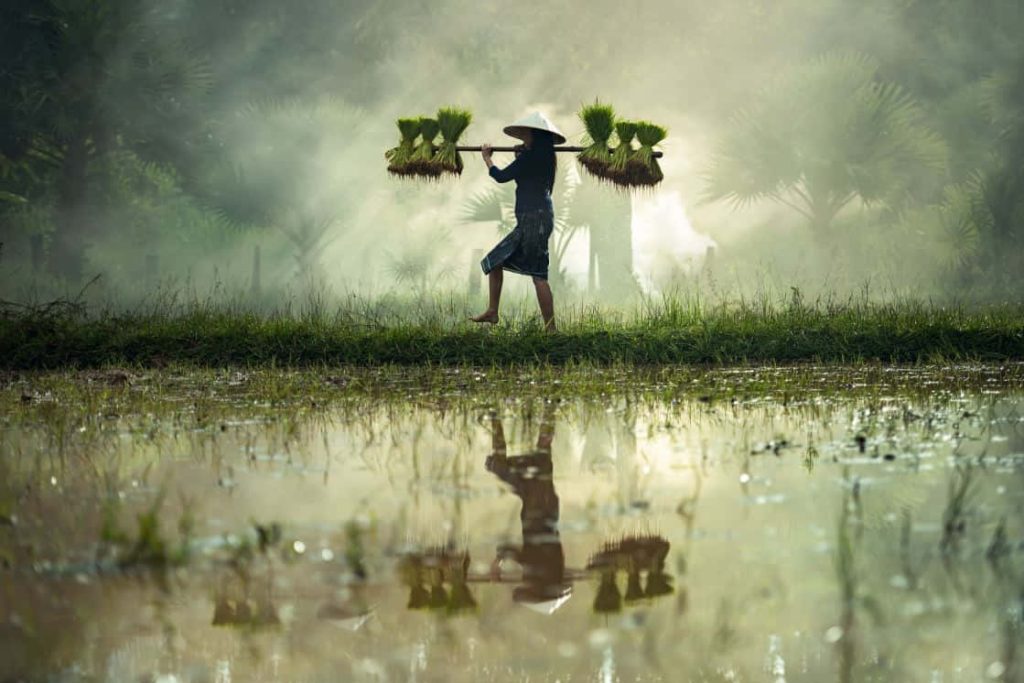 Farmer with conical hat carrying rice seedlings on shoulder pole in misty reflective paddy field Wallpaper