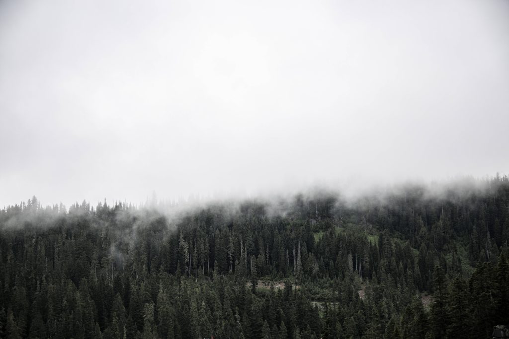 Mist-covered dense pine forest on hillside under bright overcast sky serene wallpaper background