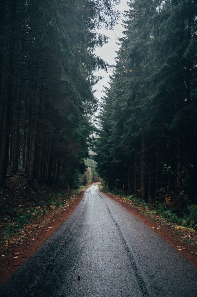 Narrow wet asphalt road winding through dense tall pine forest under misty overcast sky wallpaper