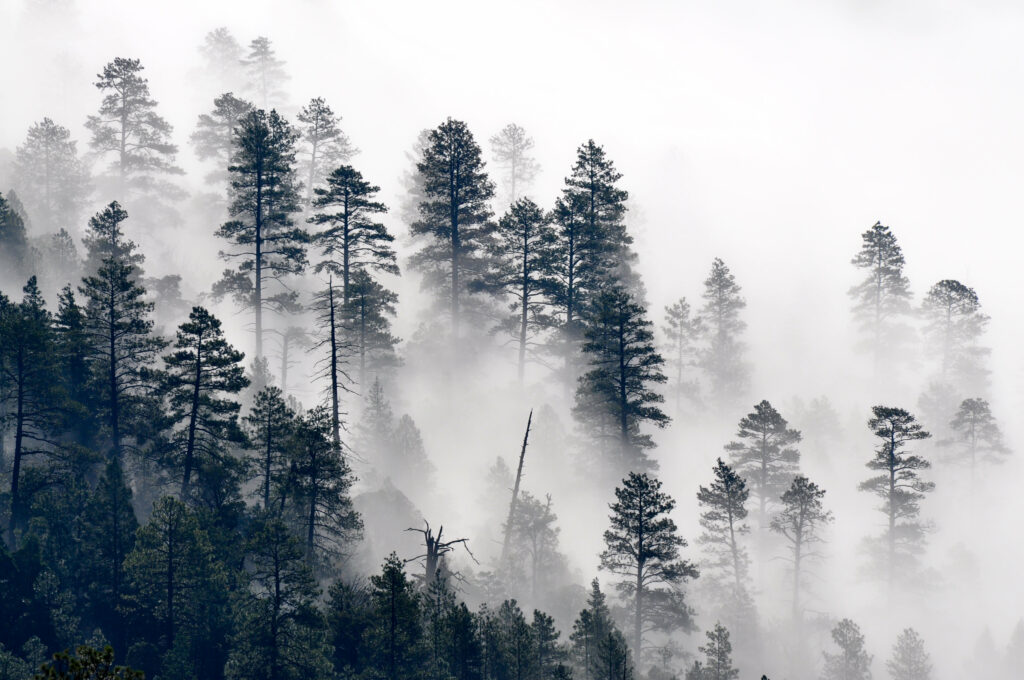 Foggy pine forest with tall slender trees silhouetted in misty serene nature wallpaper background