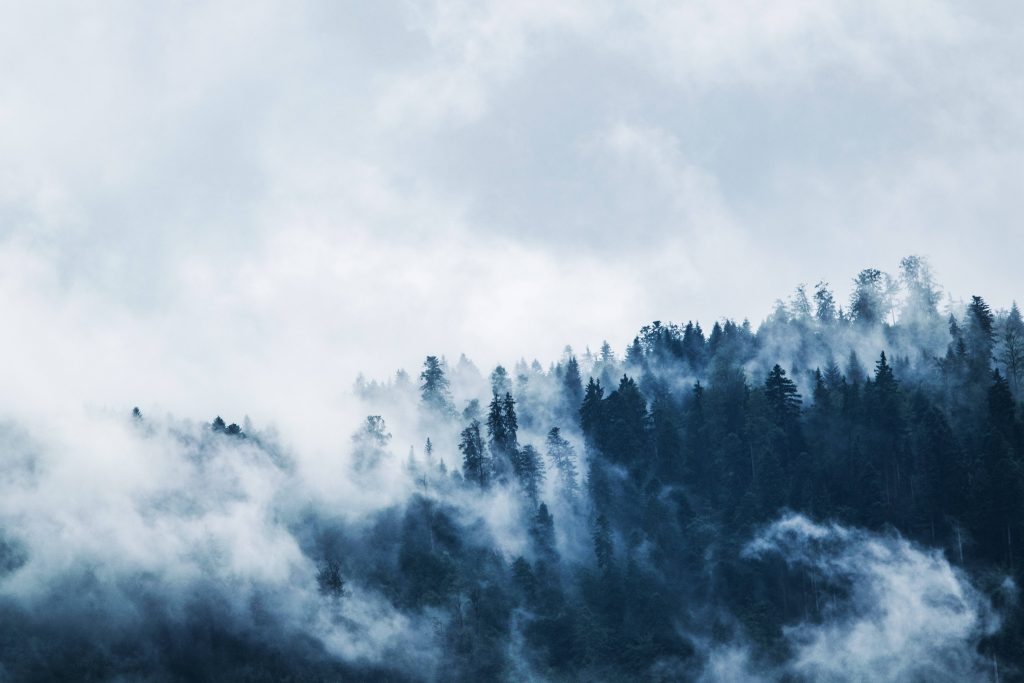 Dense pine forest in blue misty fog with cold winter atmosphere moody nature wallpaper background