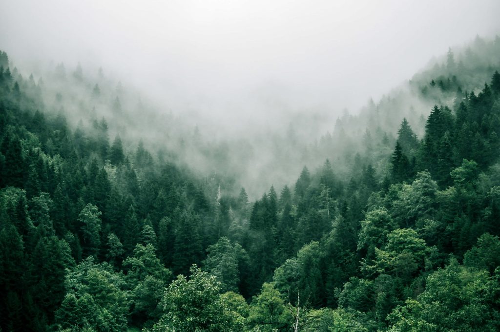 Misty pine forest with soft light and dense fog creating a peaceful nature wallpaper background
