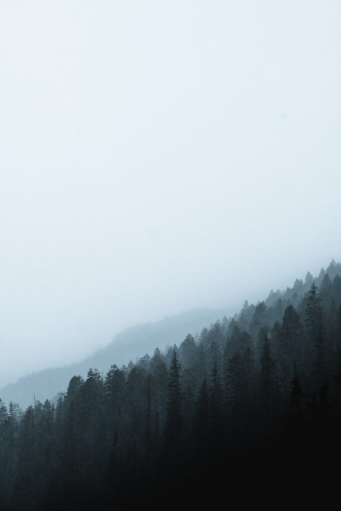 Serene forest wallpaper with misty pine and conifer trees on gentle slope in blue gray tones