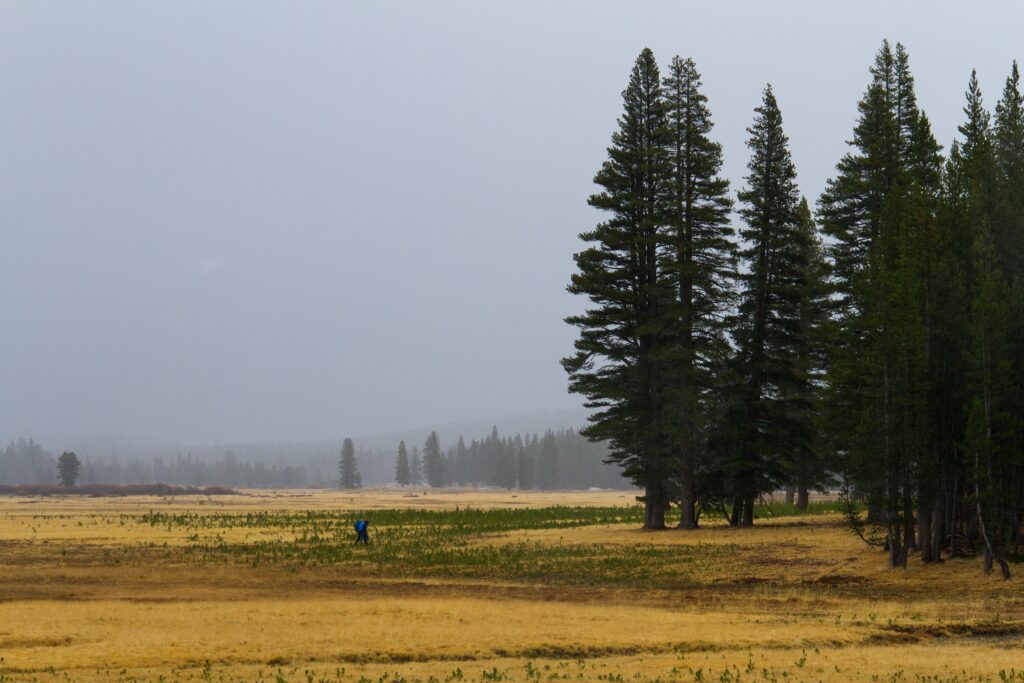 Serene wallpaper of tall pine trees and misty grassy meadow in muted yellow and green tones
