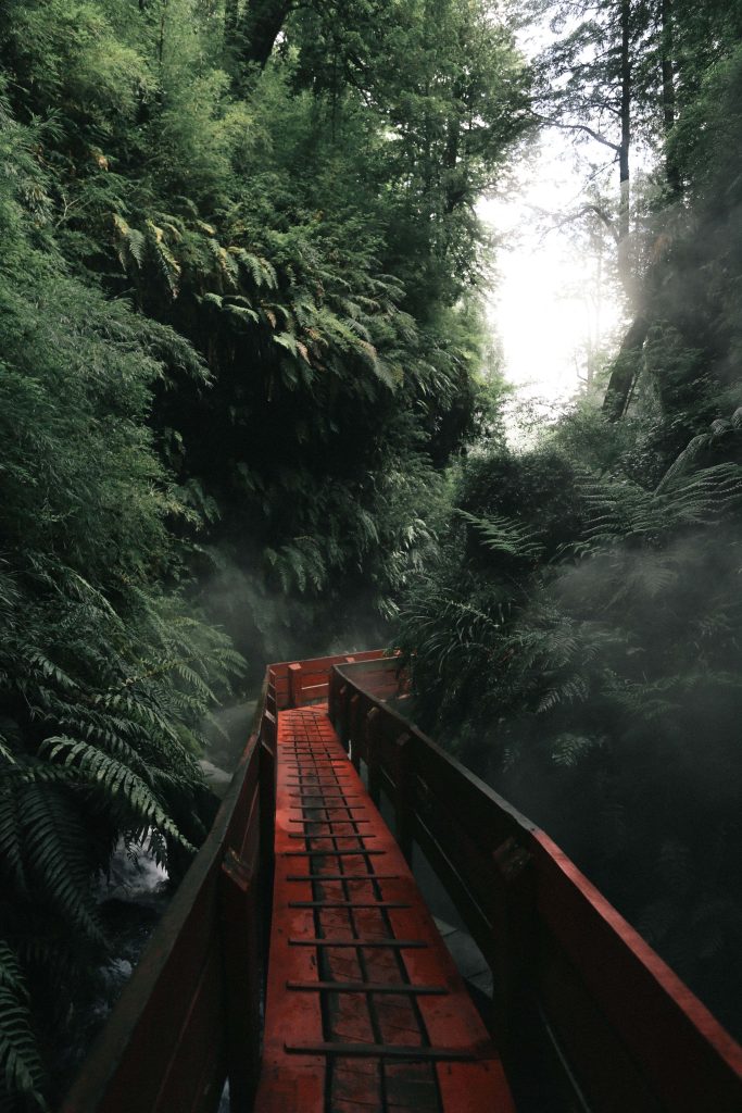 Vibrant red boardwalk through lush misty rainforest with dense ferns and towering trees Wallpaper