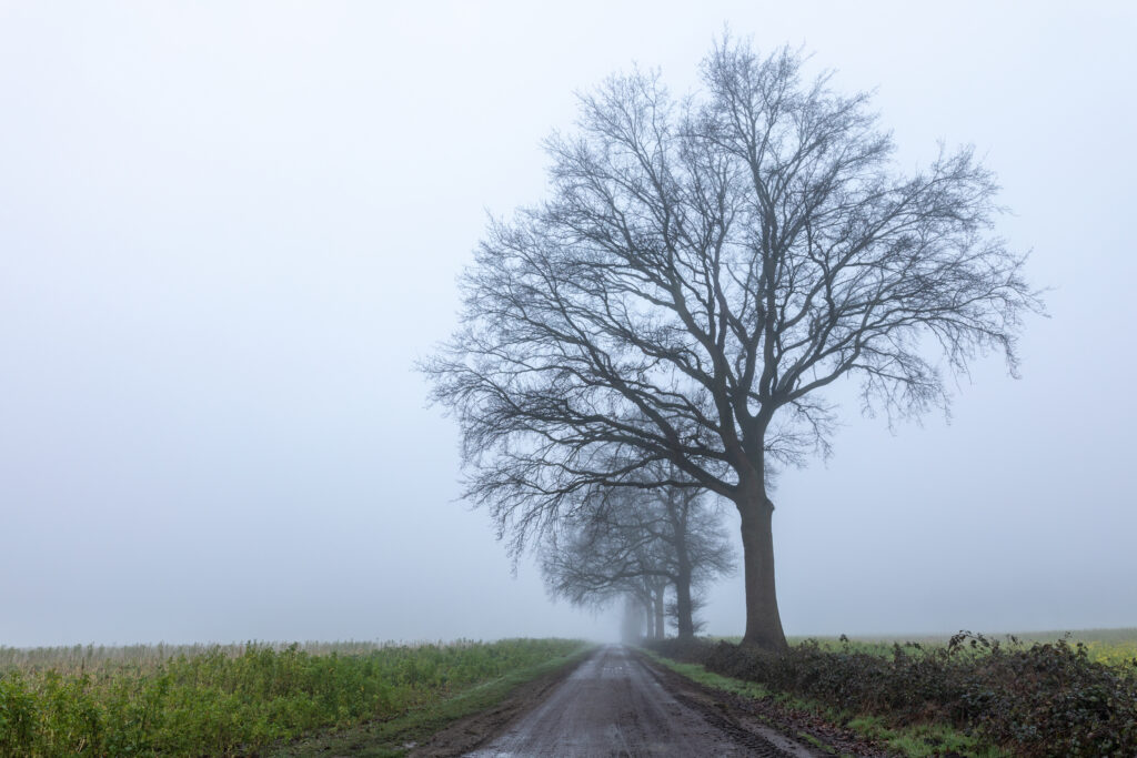 Misty rural road lined with tall leafless trees under soft foggy light in serene landscape wallpaper