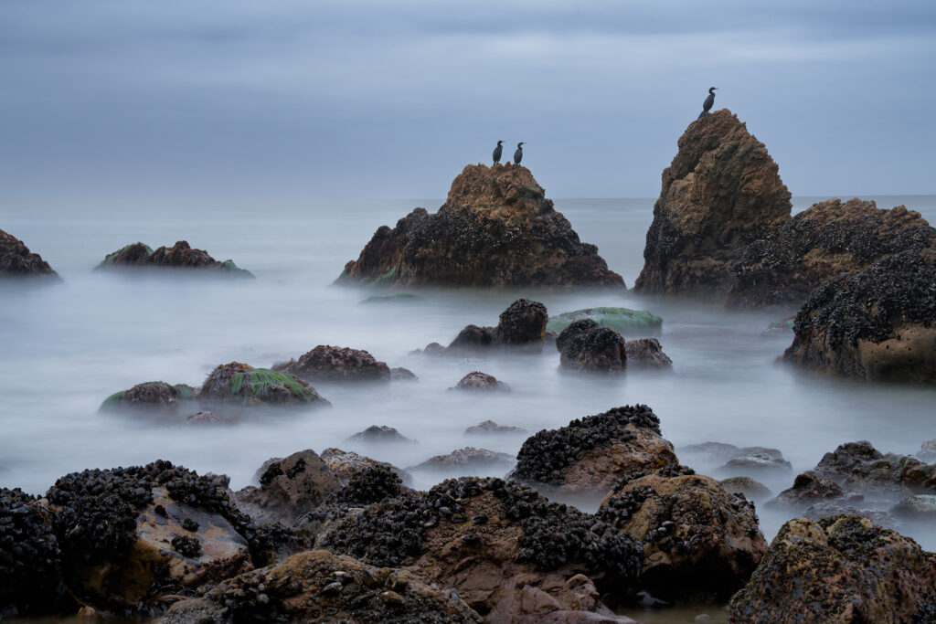 Mist-covered rocky sea with perched birds soft light serene dreamlike coastal wallpaper background