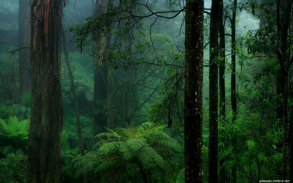 Lush Congo Rainforest: Immersed in Mystical Greenery and Towering Flora Surrounded by Enchanting Mist. Wallpaper