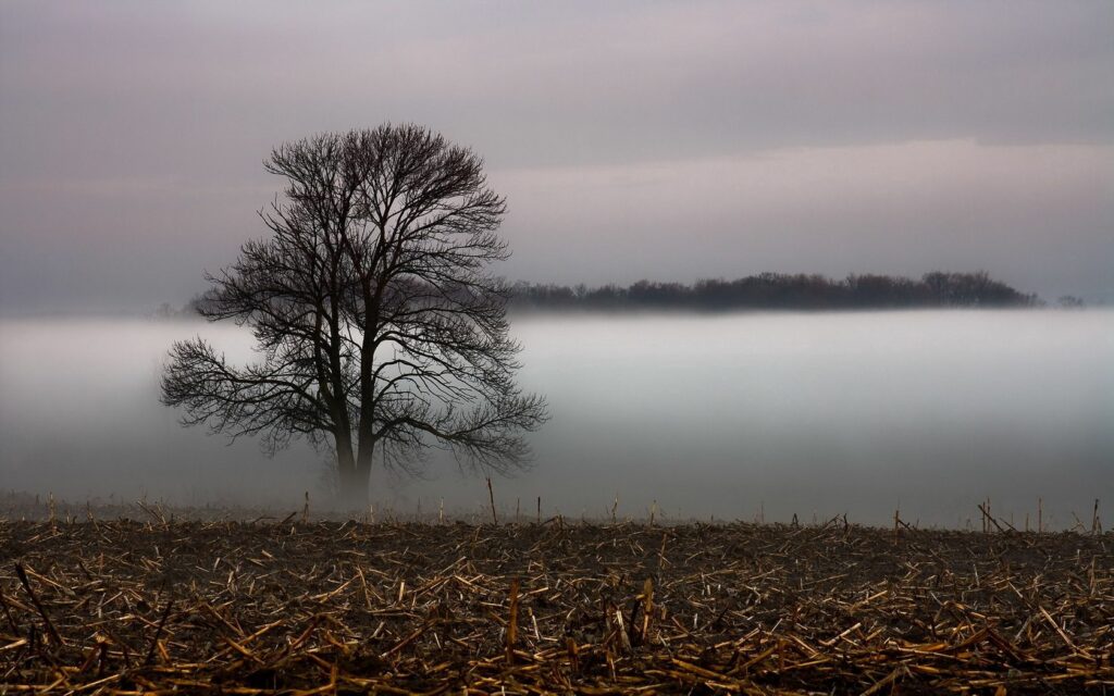Solitary tree silhouette in foggy barren field with layered grass misty minimalist nature wallpaper