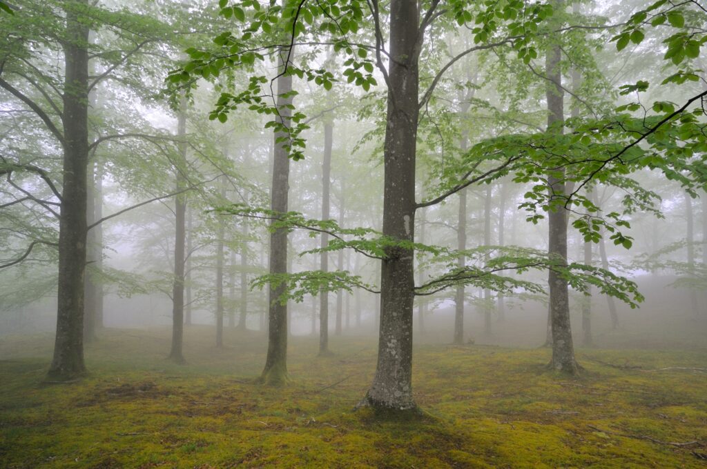 Misty forest with tall trees vibrant green leaves and fresh moss serene spring morning wallpaper