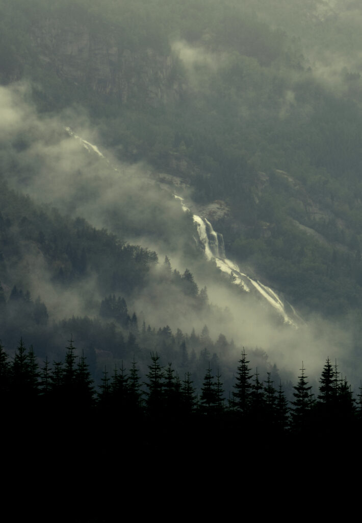Misty forest with dense spruce trees and gentle river flowing past distant waterfall in soft tones Wallpaper