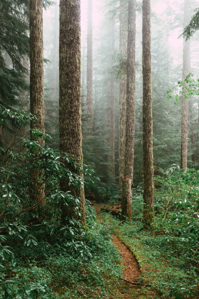 Serene forest wallpaper with towering spruce trees lush green undergrowth and winding misty path