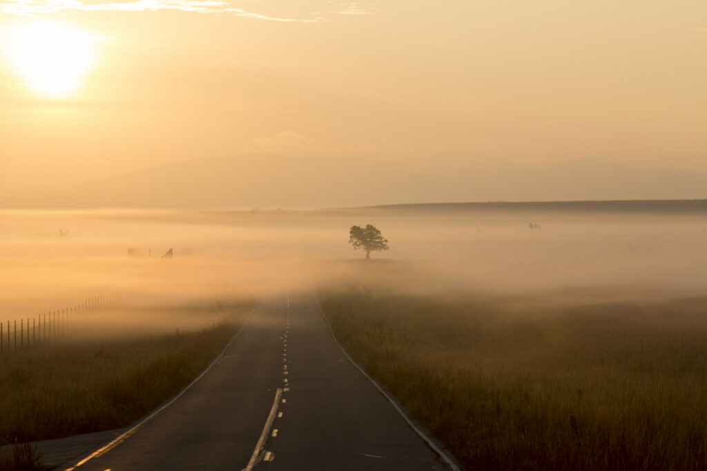 Misty sunrise road with clear markings and lone tree in a tranquil golden landscape wallpaper