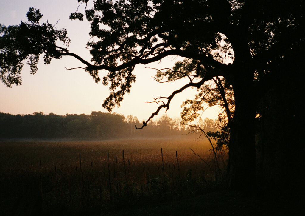 Silhouetted tree with intricate branches at sunrise misty field peaceful natural landscape wallpaper