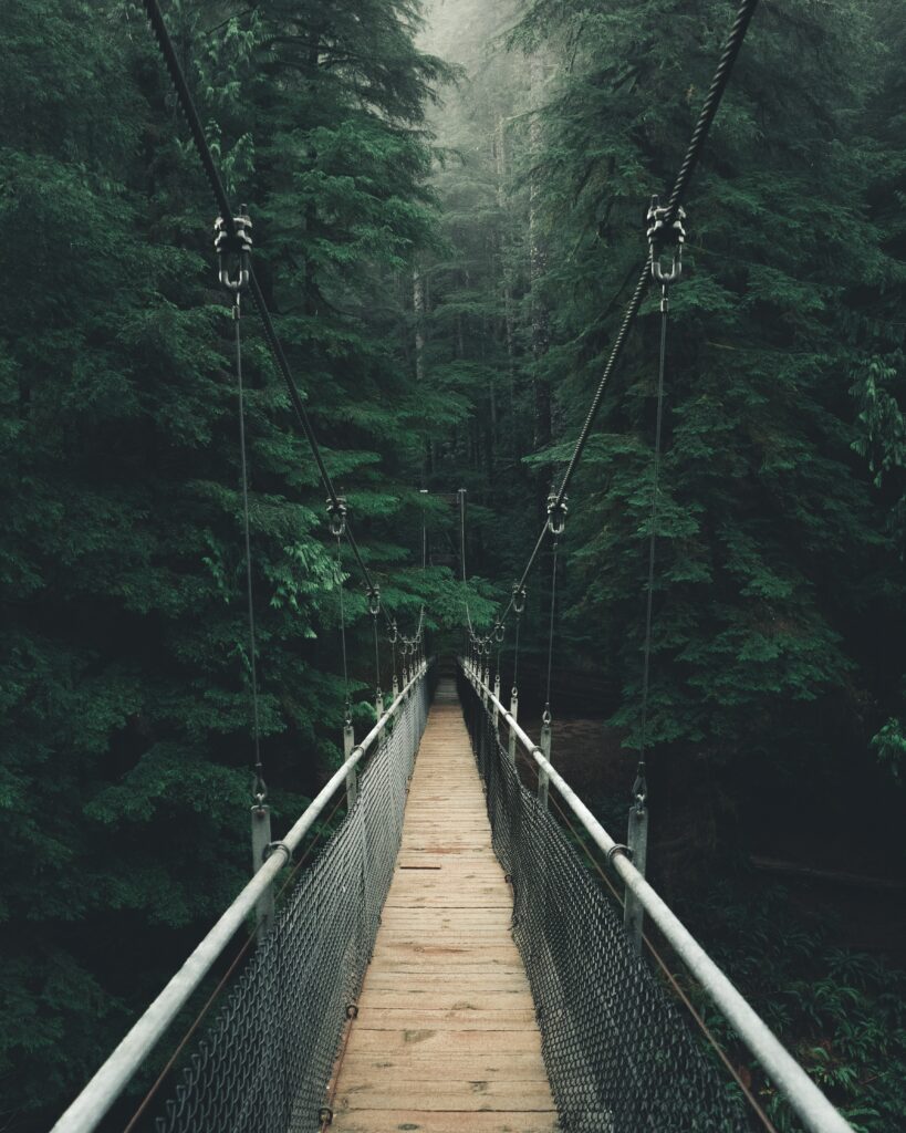 Misty suspension bridge over dense forest with tall green trees and thick fog background wallpaper