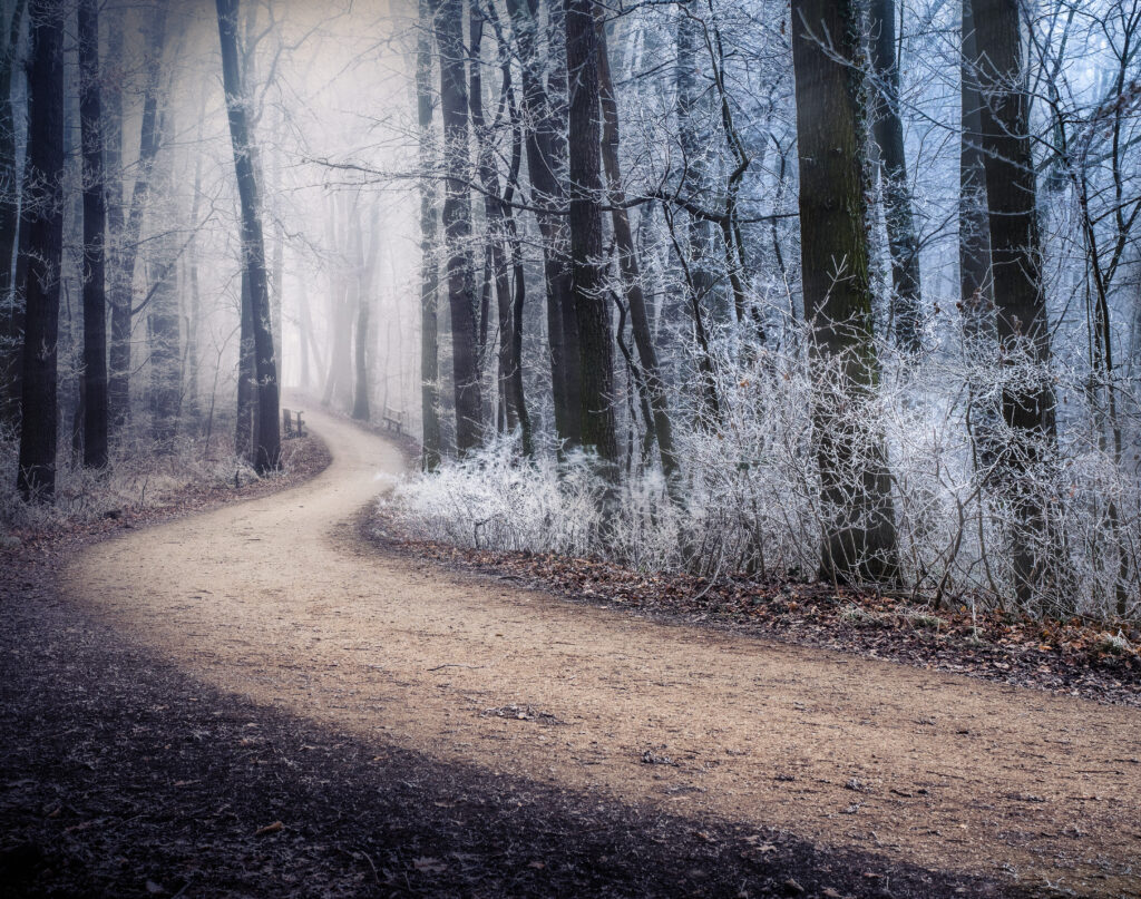 Misty winter forest path with frost covered trees and soft light creating serene atmosphere Wallpaper