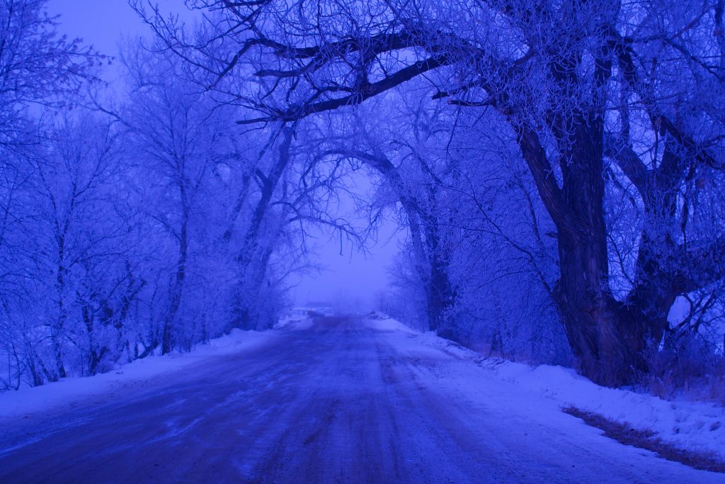 Frosty dirt road through misty dense forest winter landscape under soft blue light wallpaper