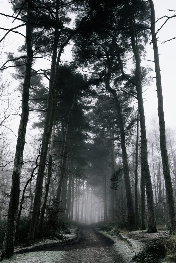 Foggy winter forest path with snow-dusted trees and misty grey tones wallpaper background