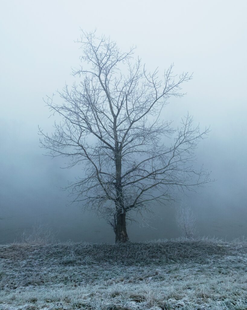 Solitary tree in misty frosty landscape with bare branches and pale blue wintry haze background Wallpaper