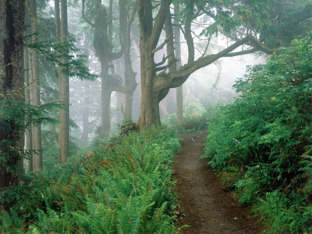 Winding forest path through misty trees and dense green ferns creating serene woodland scene Wallpaper