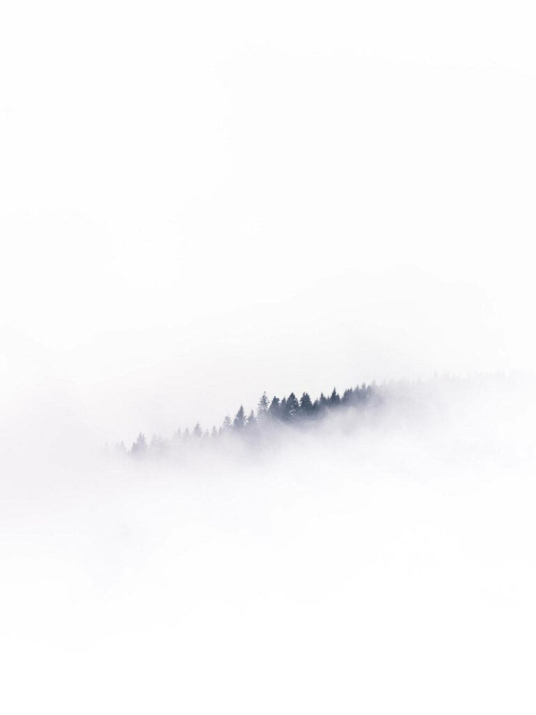 Misty Enchantment: White Forest Wonderland on Full Screen Wallpaper