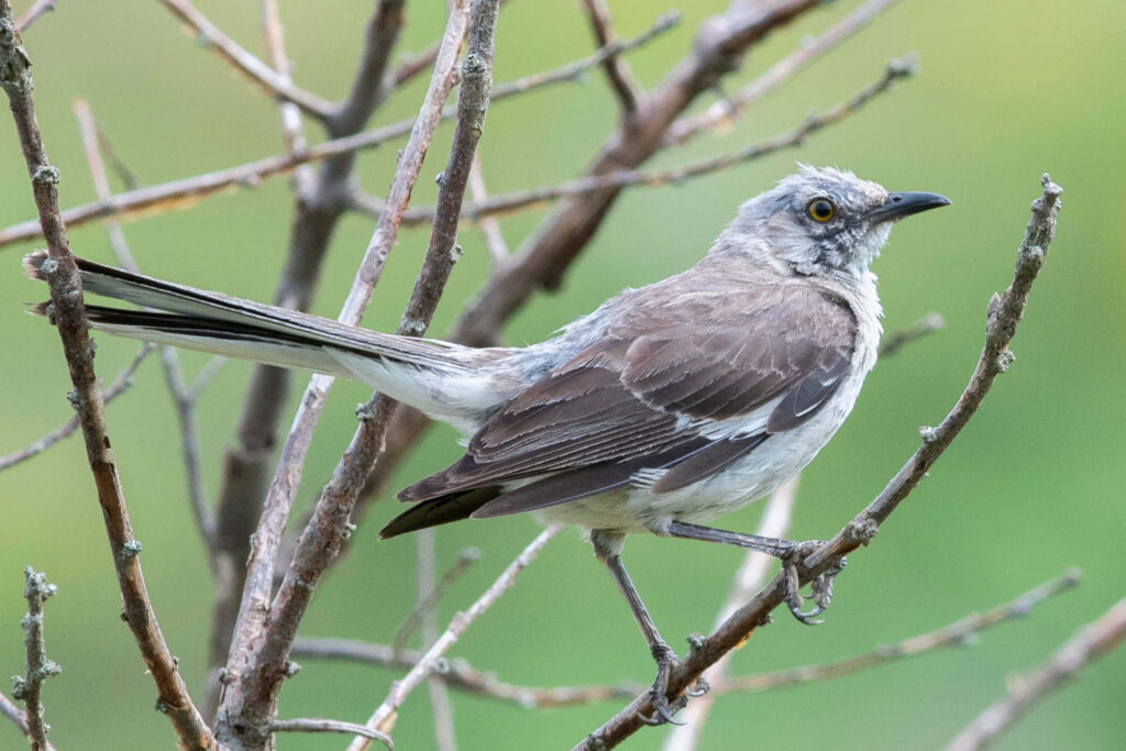 Mockingbird on Flowering Tree Wallpaper - Serene Nature Background