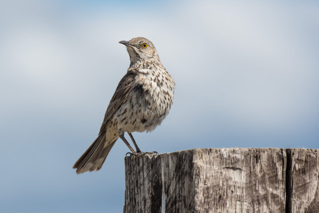 Mockingbird on Wooden Post: Serene Nature Background Wallpaper