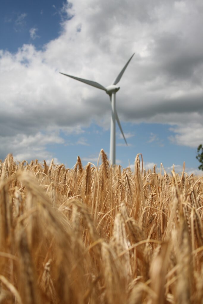Modern wind turbine over golden wheat field with detailed spikelets and dramatic cloudy sky Wallpaper