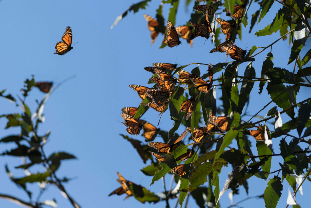 Stunning Monarch Butterflies Wallpaper: Nature's Migration Beauty