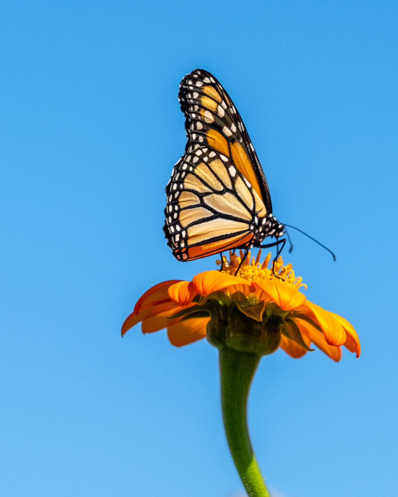 Monarch Butterfly Close-Up on Orange Flower - Stunning Wallpaper