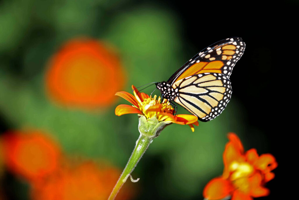 Monarch Butterfly on Vibrant Orange Flower - Serene Nature Wallpaper