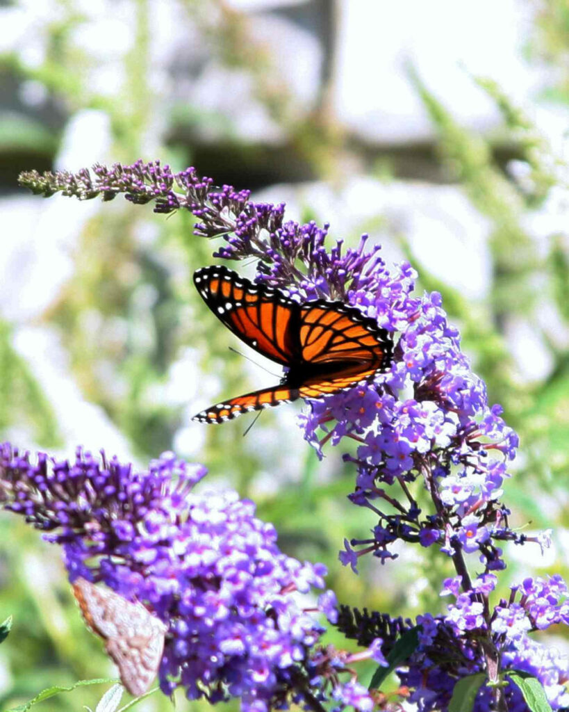 Vibrant Monarch Butterfly on Blooming Lilac - Nature Wallpaper